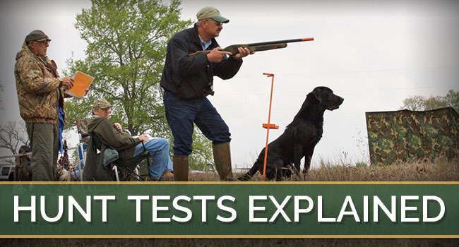 Stellar Retrievers, LLC AKC Hunt Tests Explained