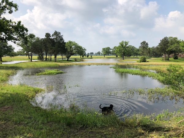 Spring at the new Stellar Retrievers