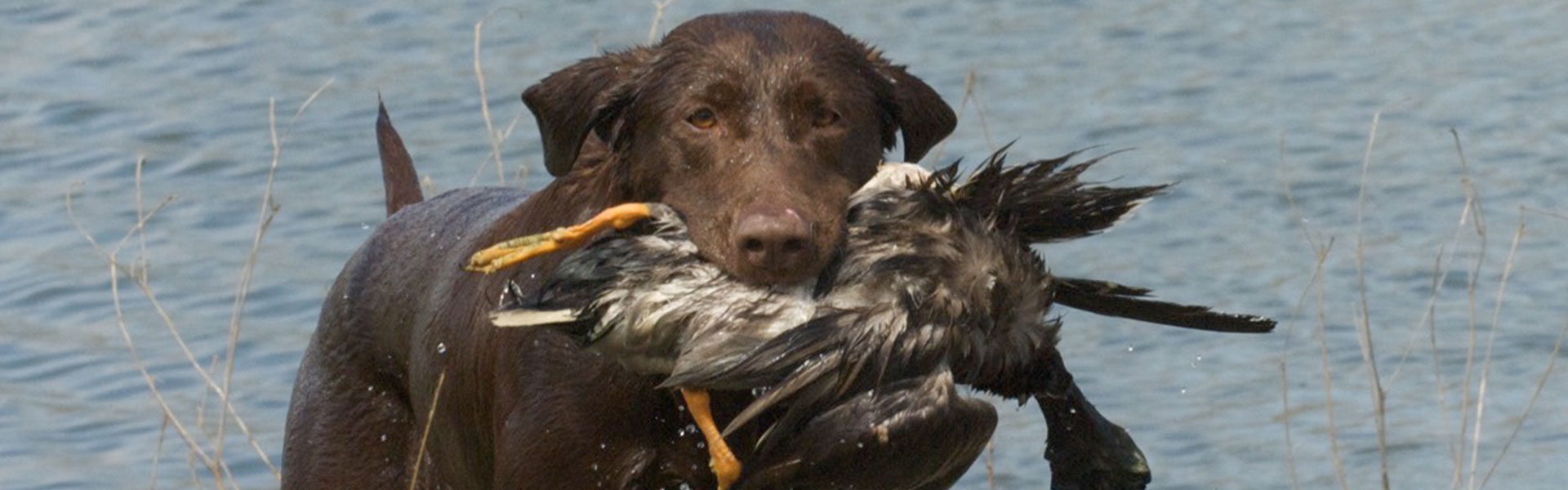 Contact Stellar Retrievers, LLC