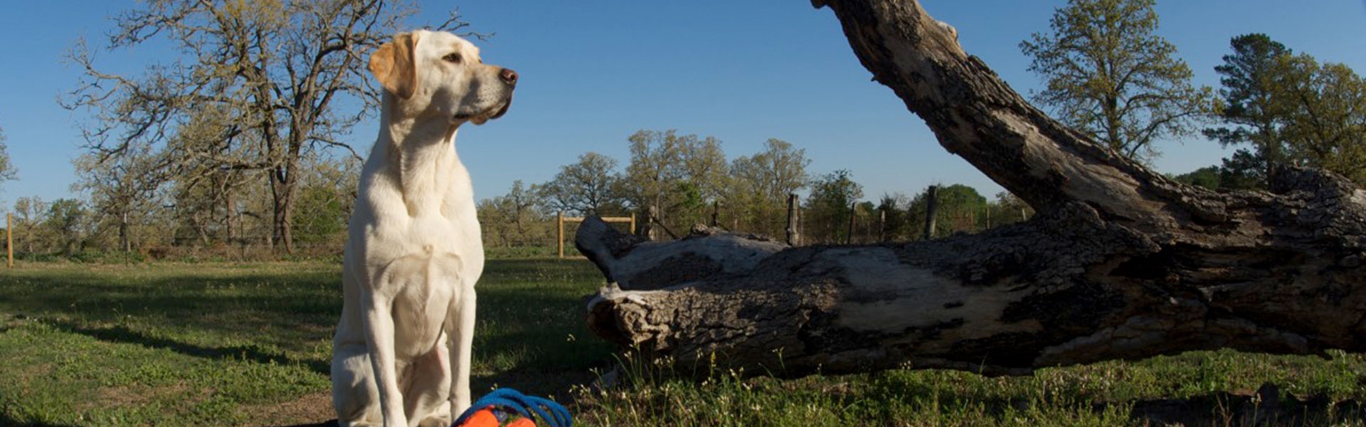 Texas Gun Dog Training