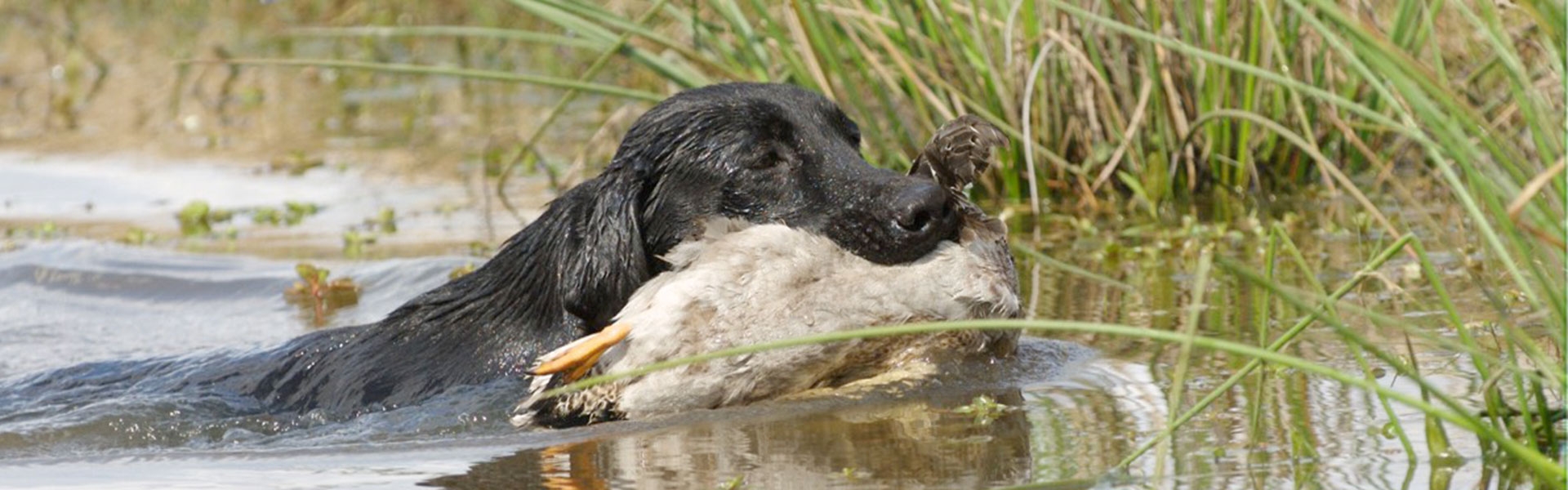 Why AKC Hunt Test?