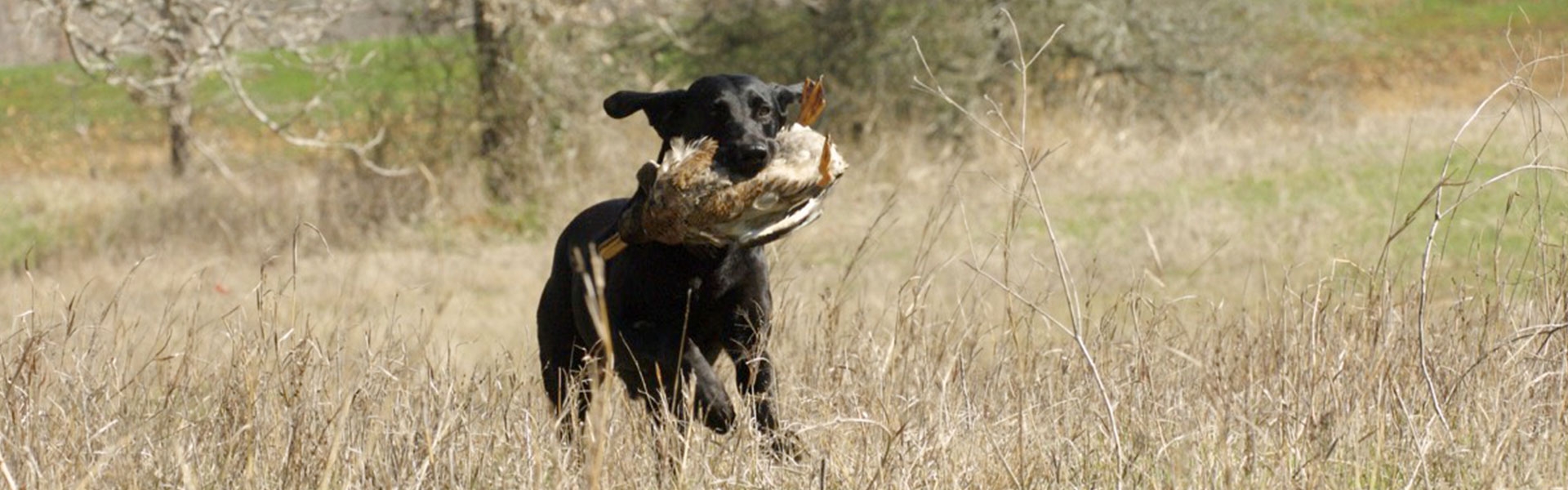 Stellar Retrievers, LLC - Testimonials