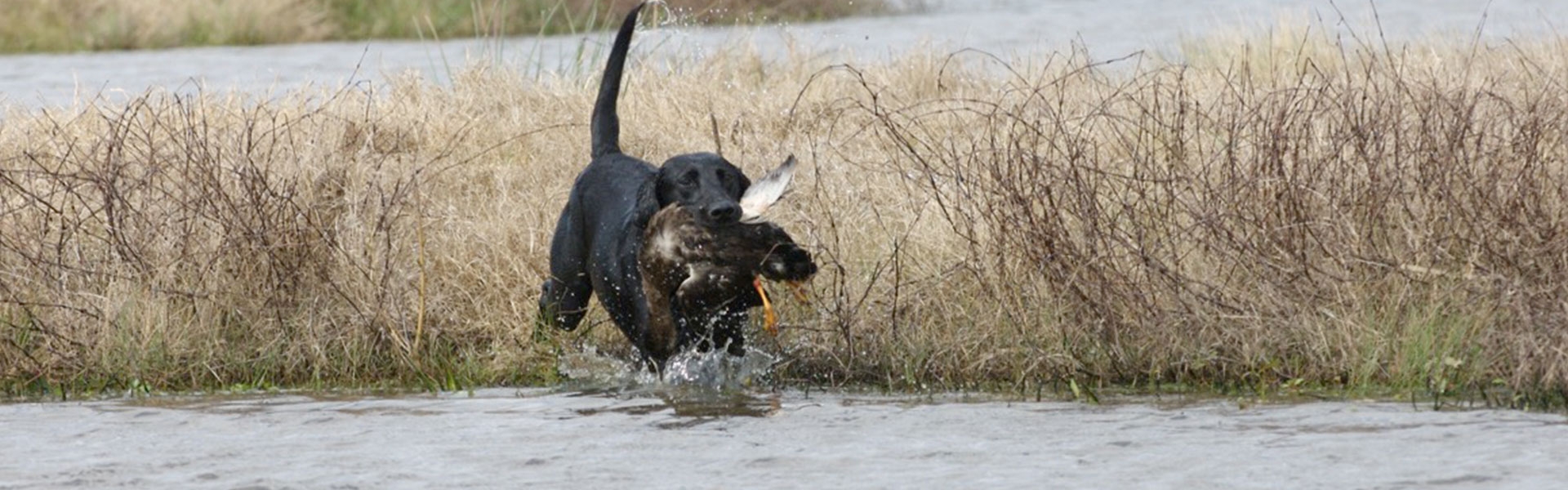 FAQs: Vaccinations and Vet Care