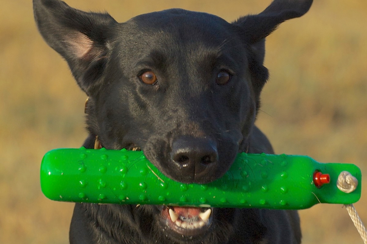 Top Retriever Trainer