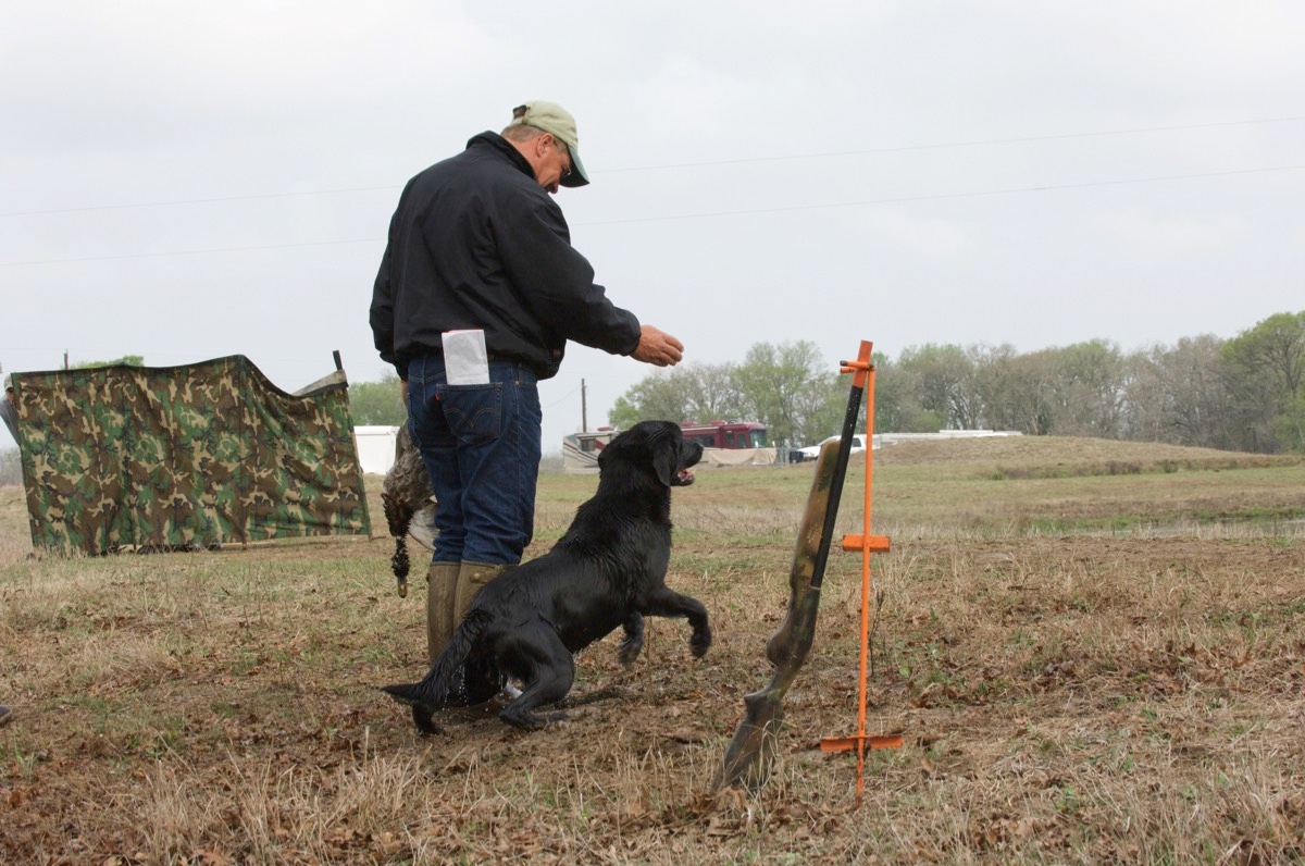 Retriever Day Training/Boarding: $65/day