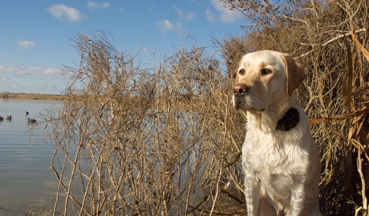Gun Dog