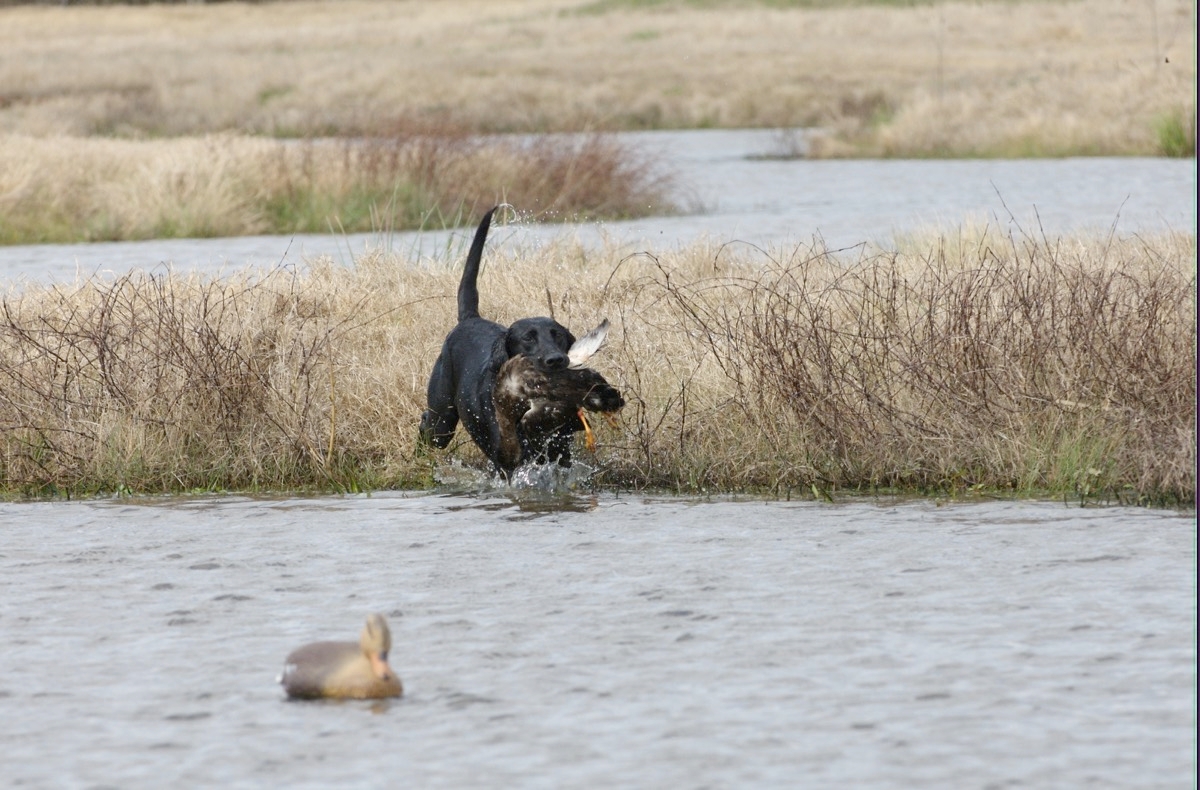 Retriever Training in Texas