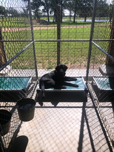 Main Kennel, Giddings